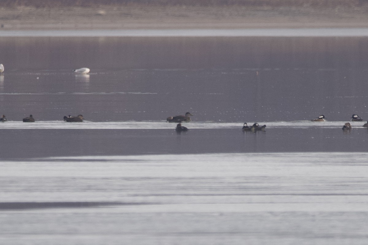 American Black Duck - ML612312204