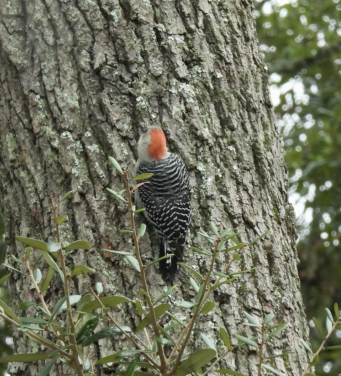 Red-bellied Woodpecker - Carol Porch