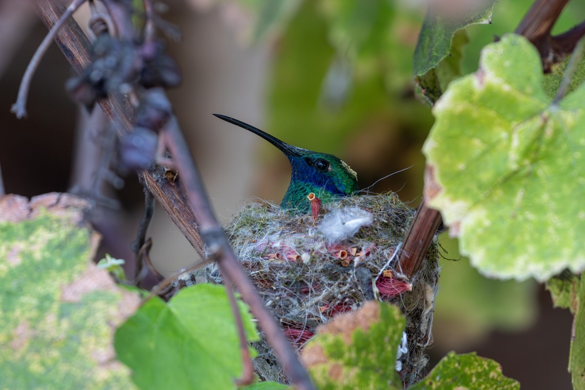 kolibřík modrolící - ML612312402