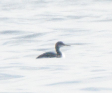 Red-necked Grebe - ML612312419