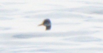 Red-necked Grebe - ML612312420