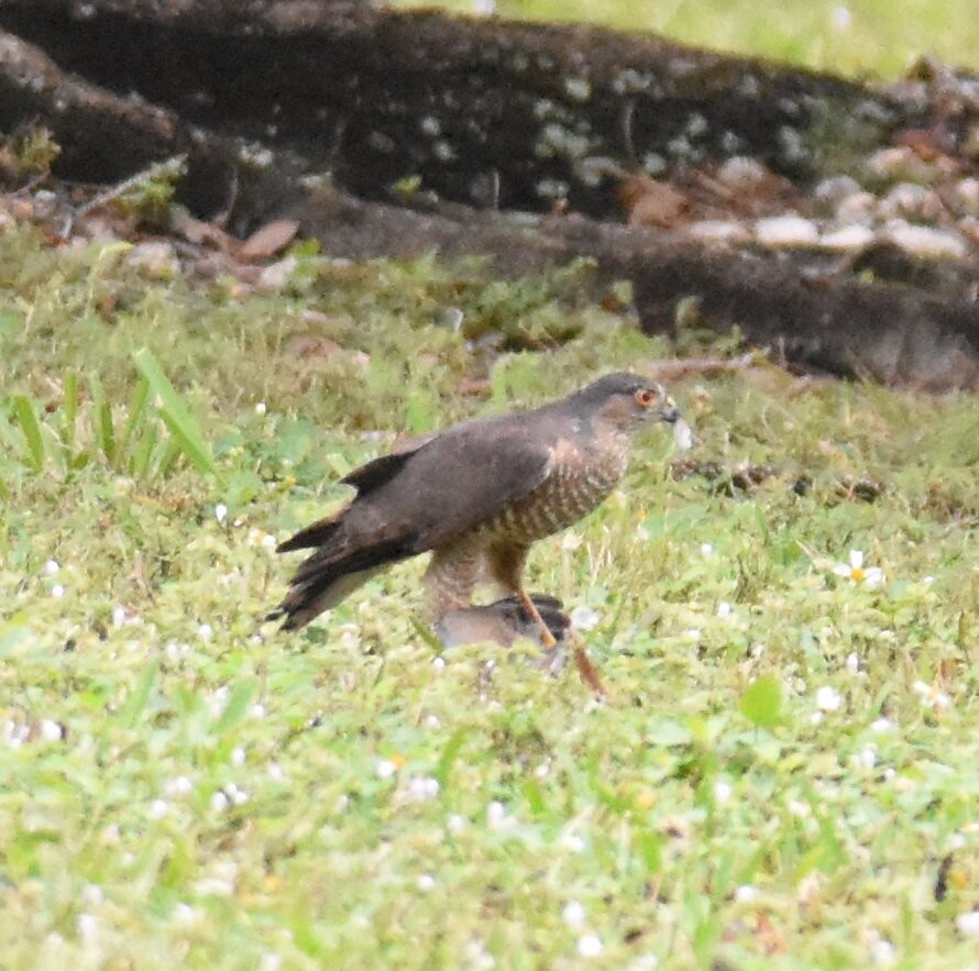 Sharp-shinned Hawk - Joe MDO