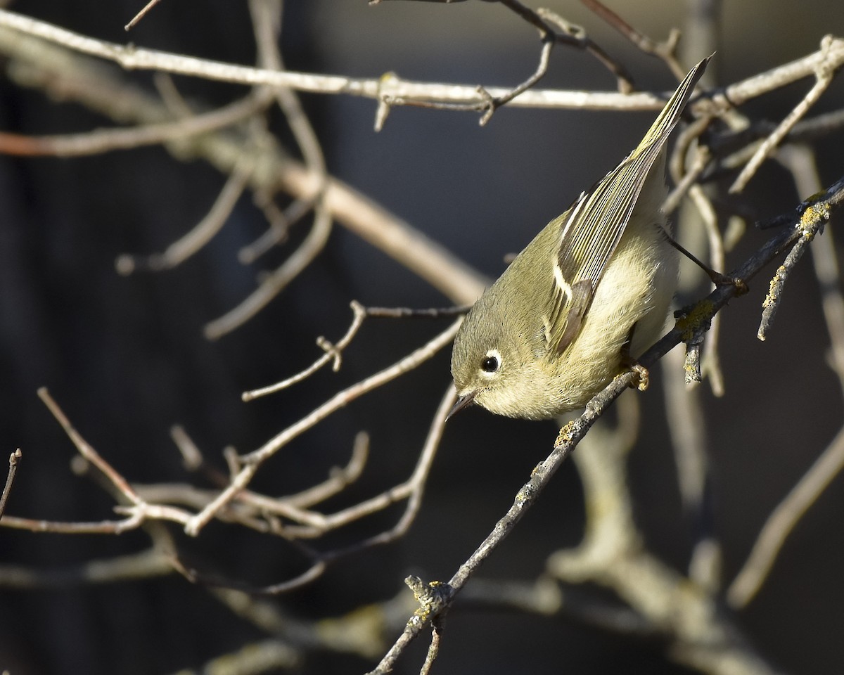 Ruby-crowned Kinglet - ML612312478