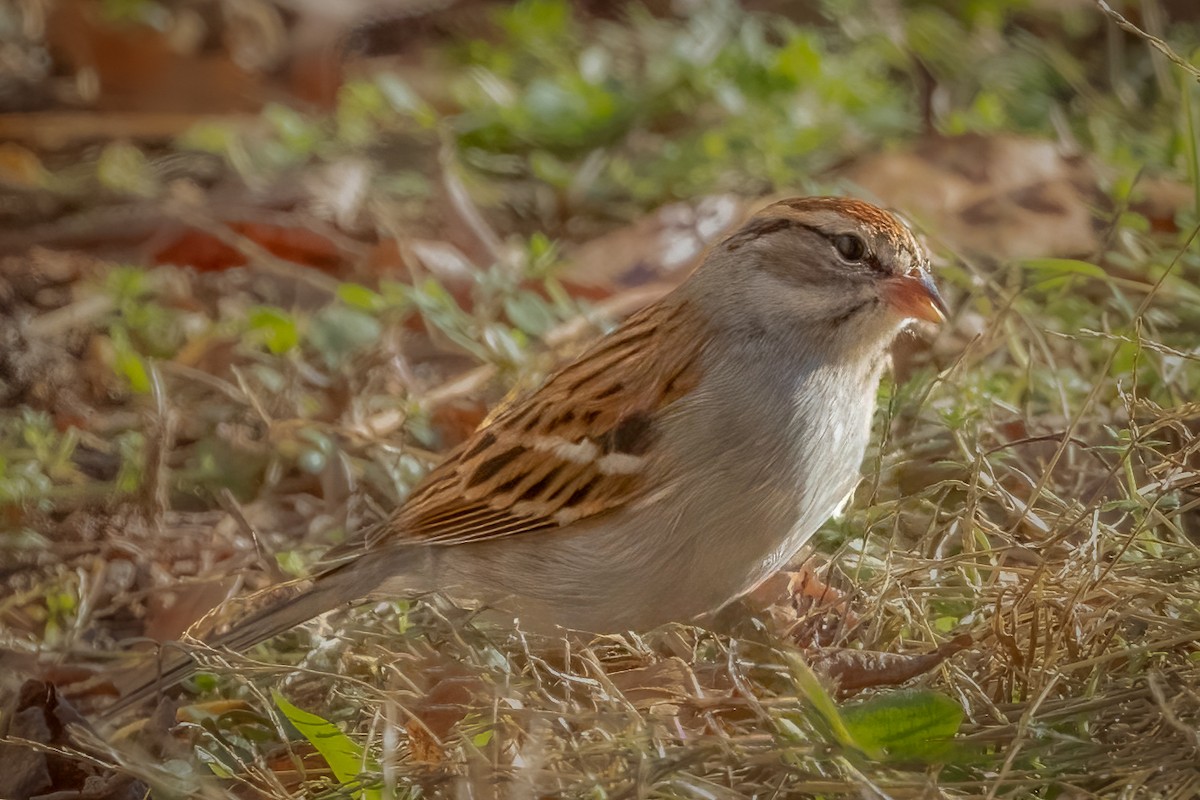 Chipping Sparrow - ML612312485