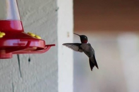 Ruby-throated Hummingbird - ML612312511