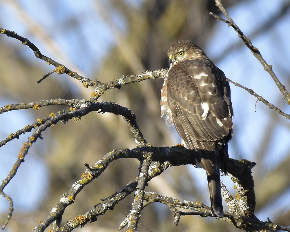 Sharp-shinned Hawk - ML612312548