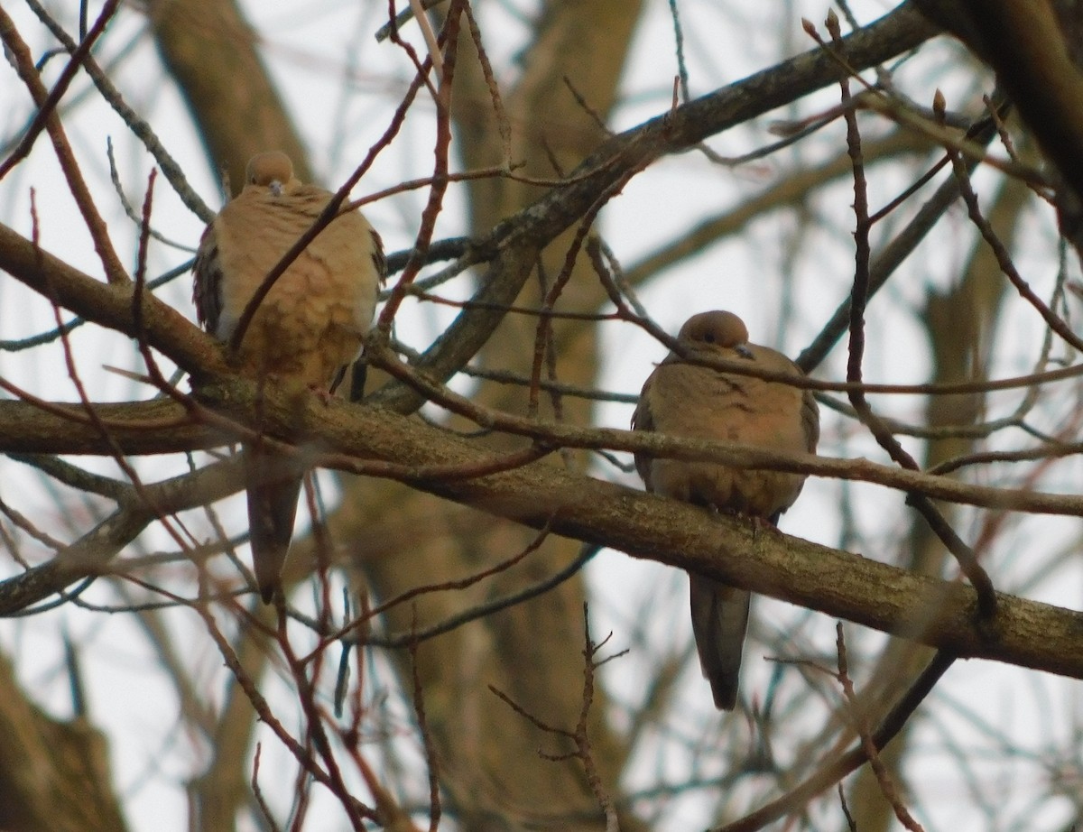 Mourning Dove - ML612312631