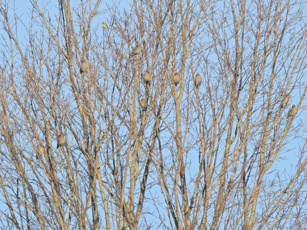 Bohemian Waxwing - Keith Gregoire