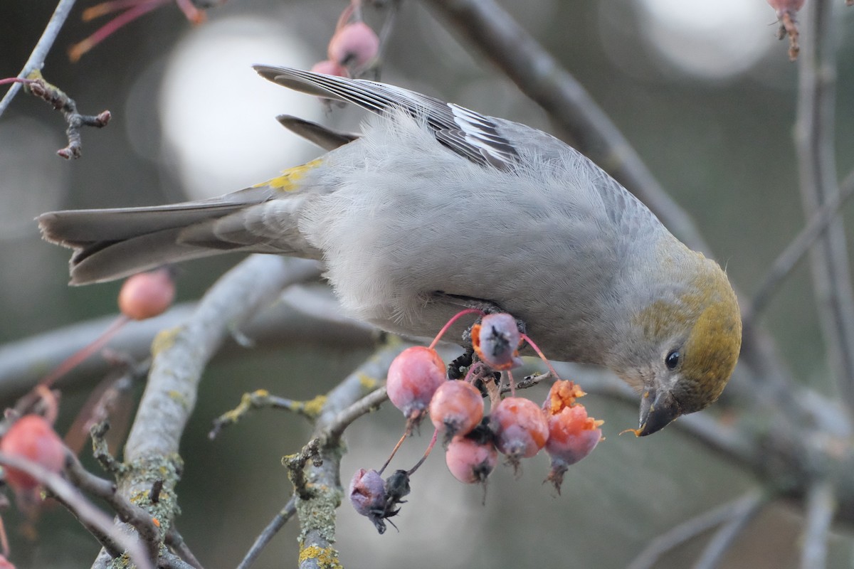 Pine Grosbeak - Ben Bright