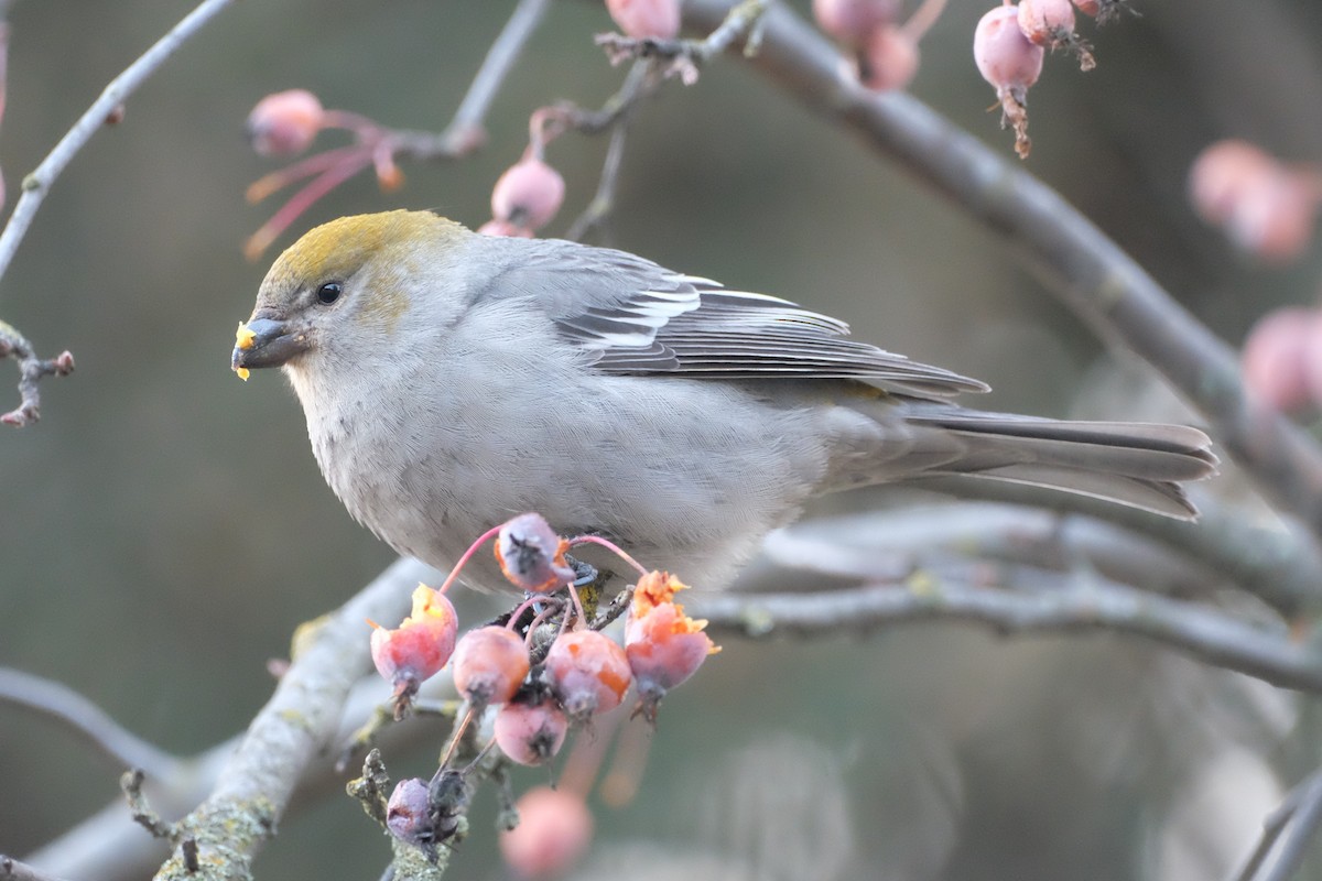 Pine Grosbeak - Ben Bright