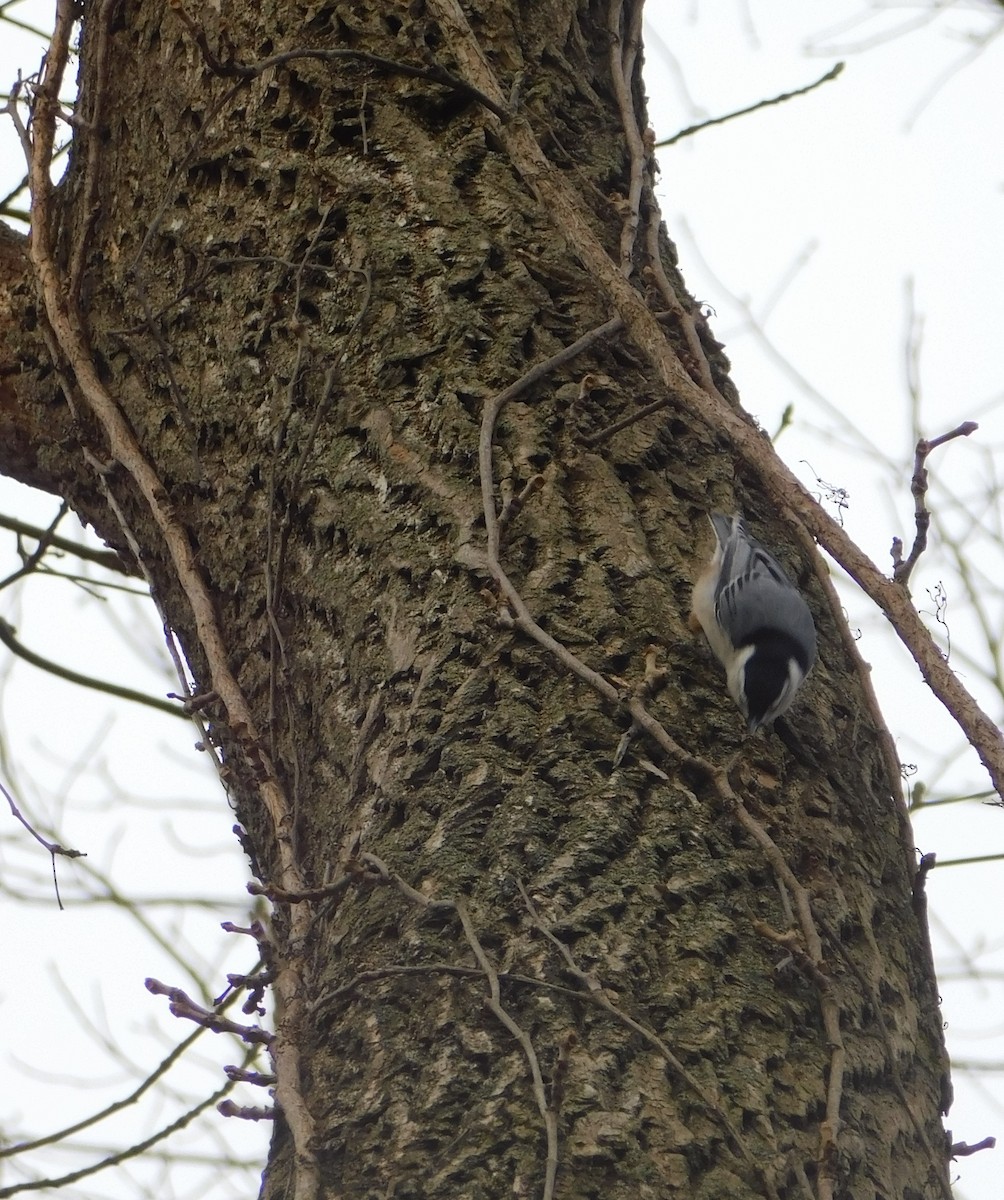 White-breasted Nuthatch - ML612312693