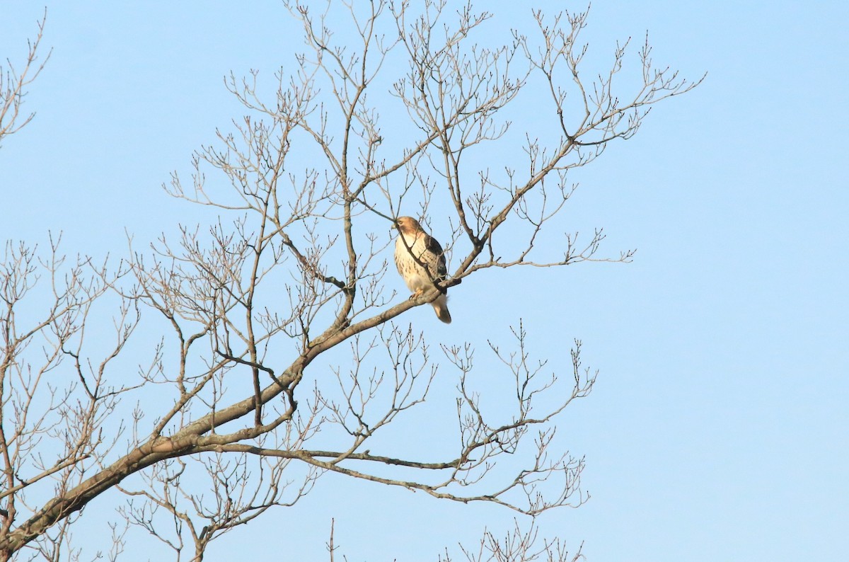 Red-tailed Hawk - ML612312769