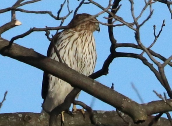 Cooper's Hawk - ML612312780