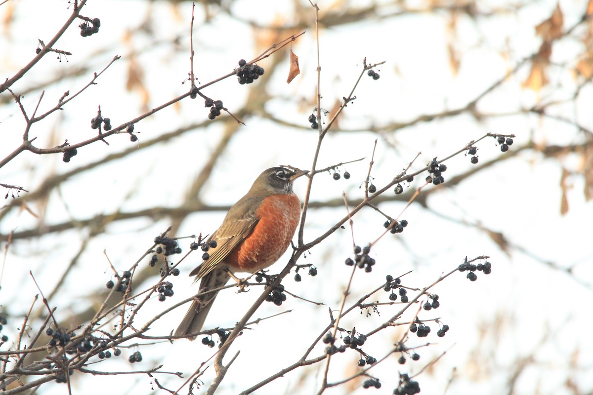 American Robin - ML612312796