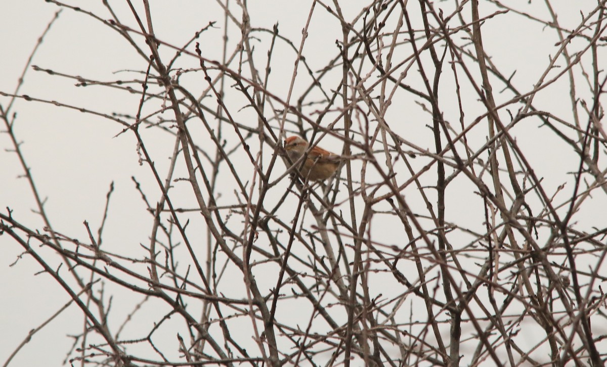 American Tree Sparrow - ML612312879