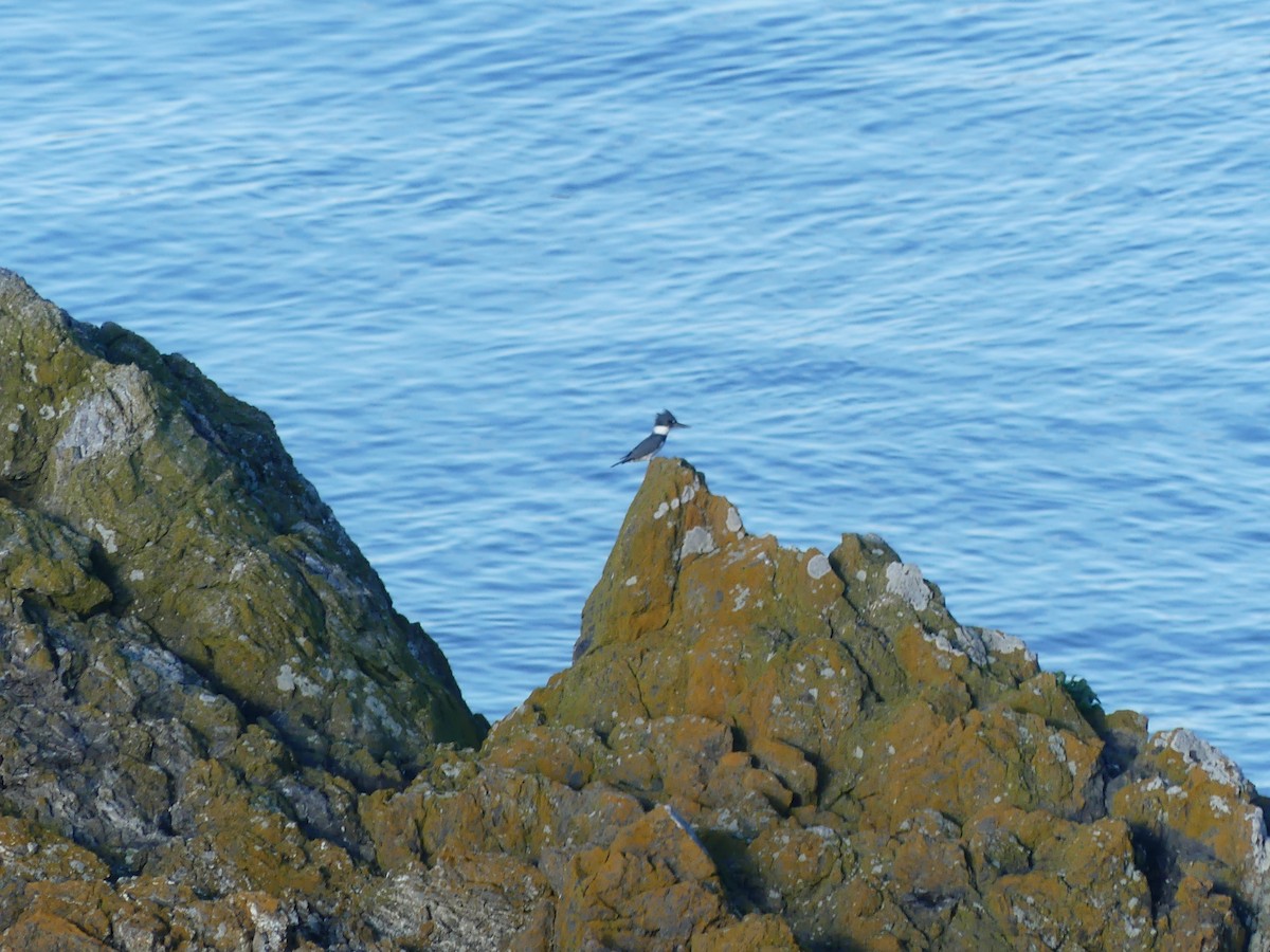 Belted Kingfisher - ML612312912