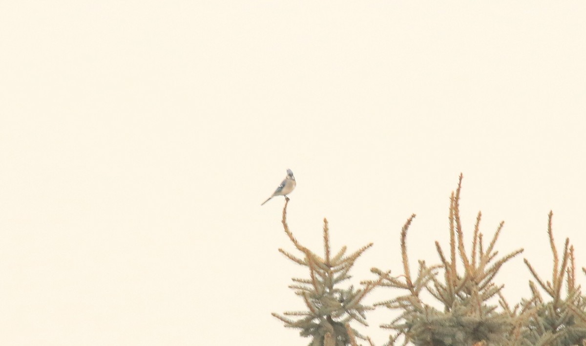 Blue Jay - ML612312924