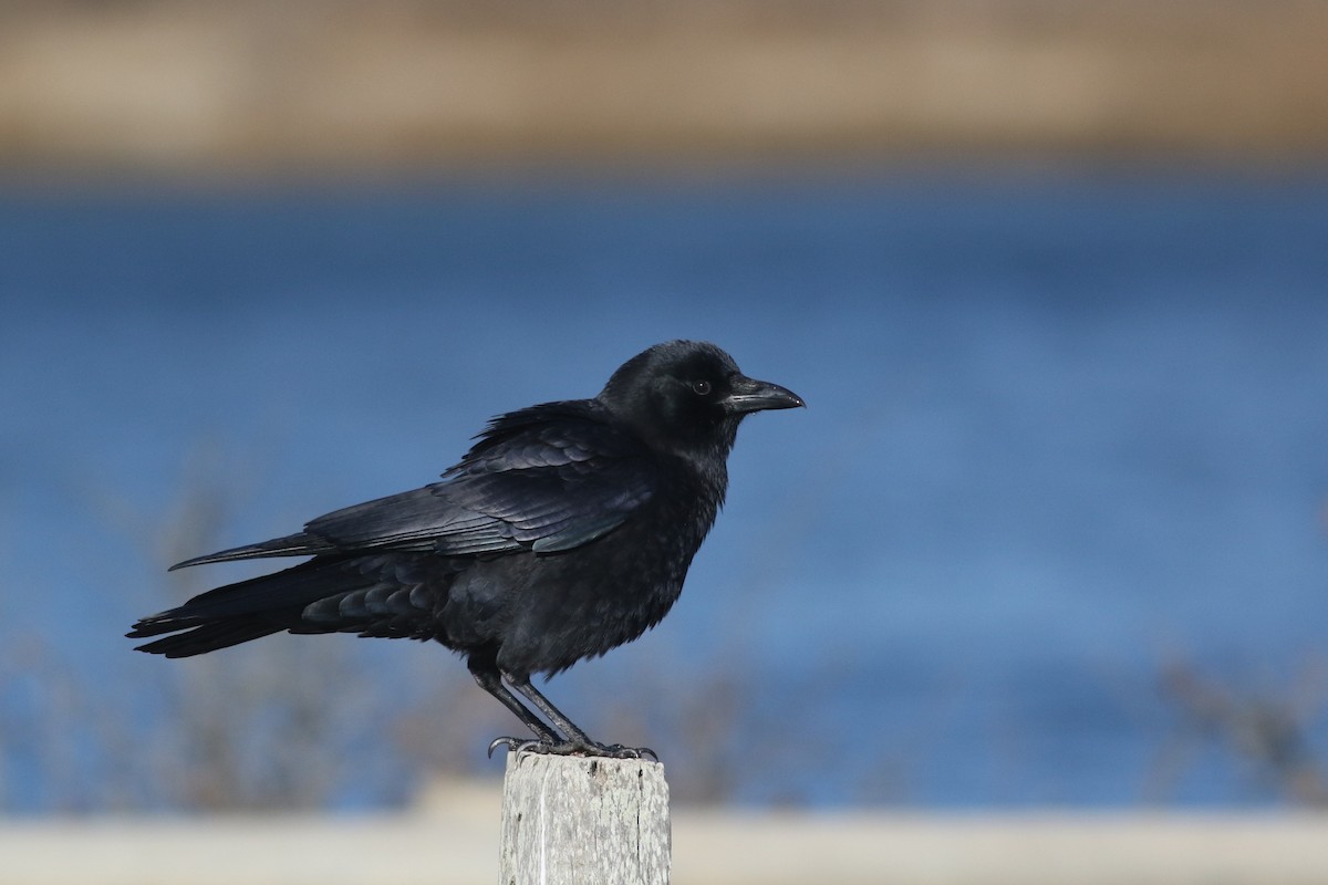 American Crow - ML612312968