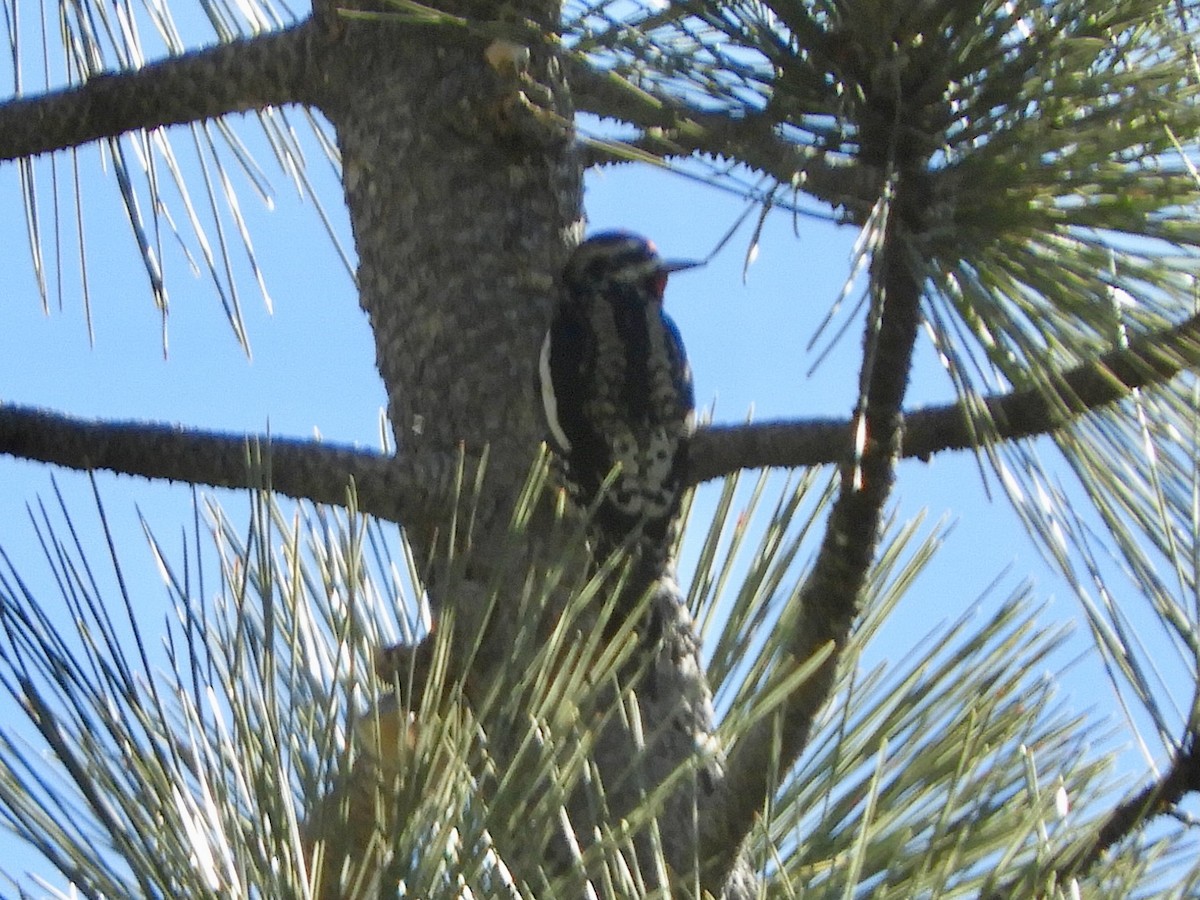 Red-naped Sapsucker - Catherine McFadden