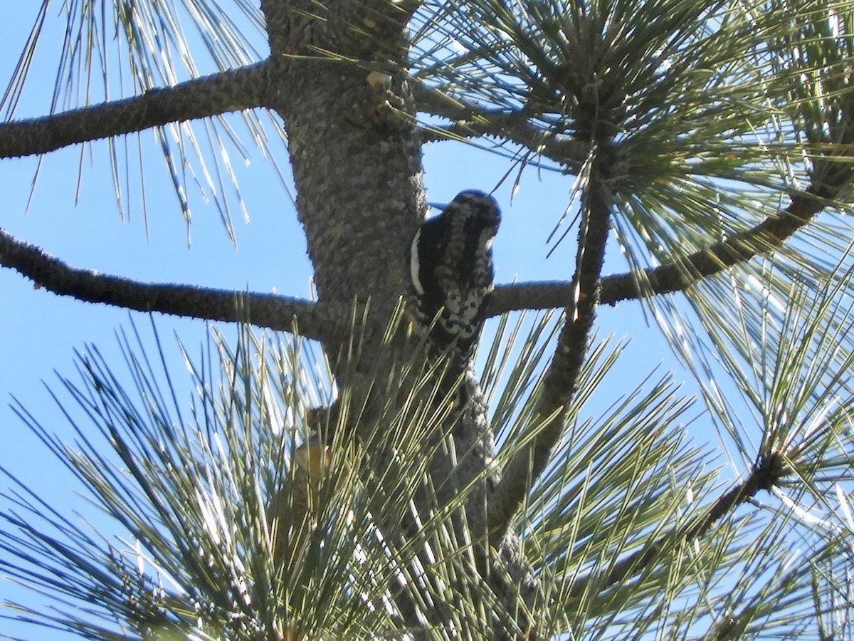 Red-naped Sapsucker - ML612313032