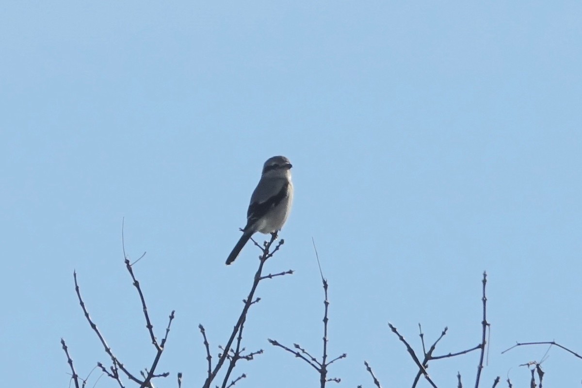 Antzandobi boreala - ML612313082