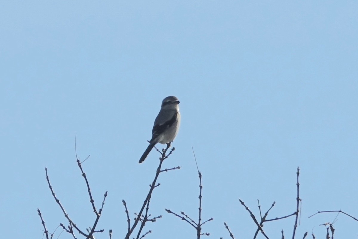 Northern Shrike - ML612313082