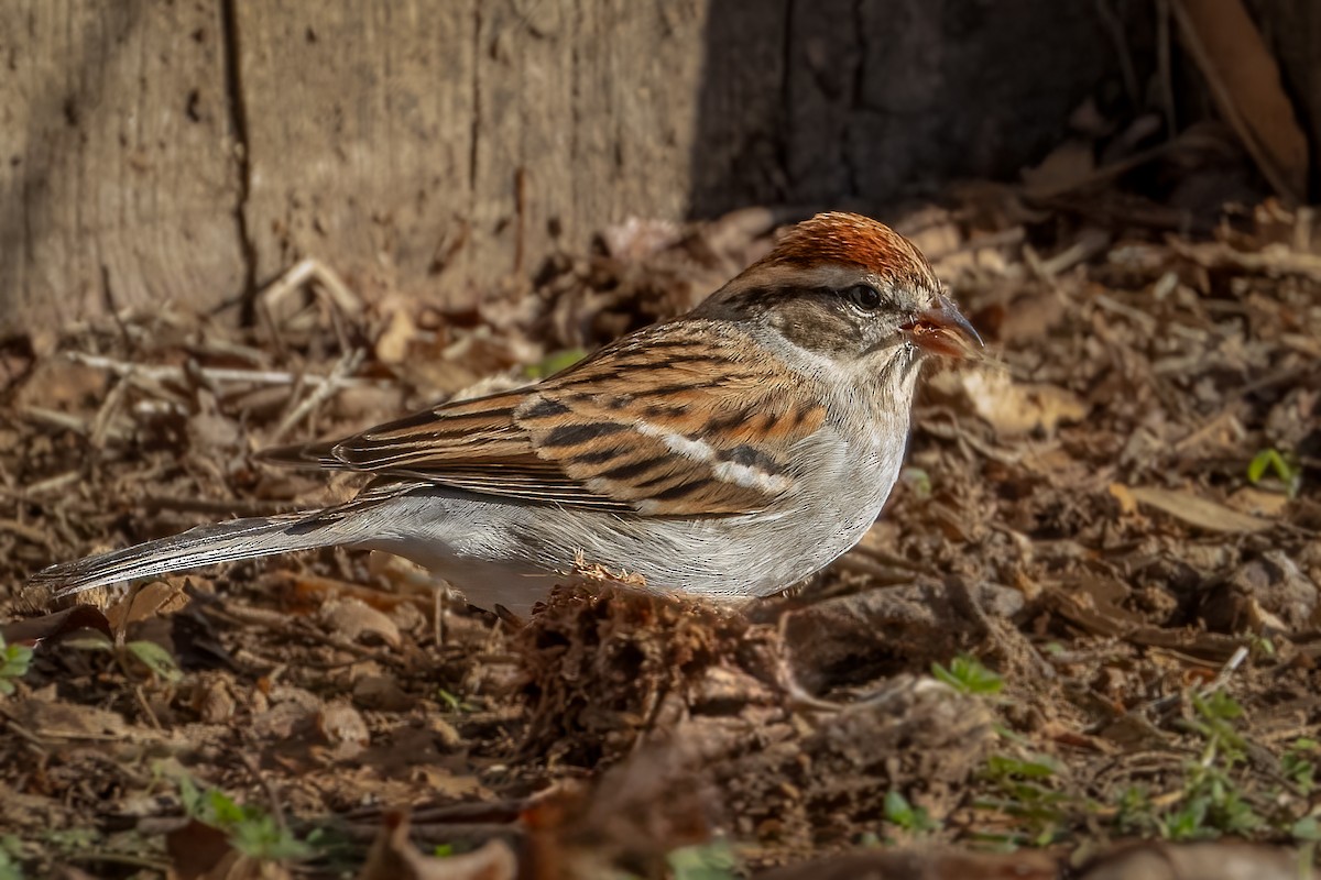 Chipping Sparrow - ML612313108