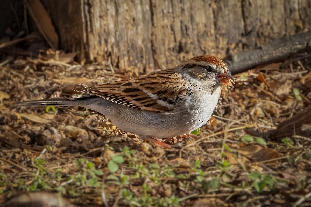 Chipping Sparrow - ML612313109