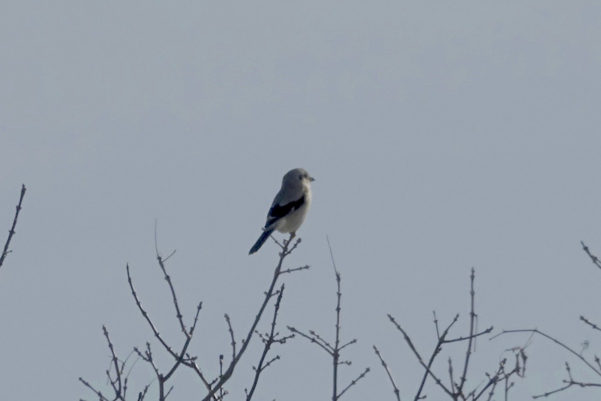 Northern Shrike - ML612313197