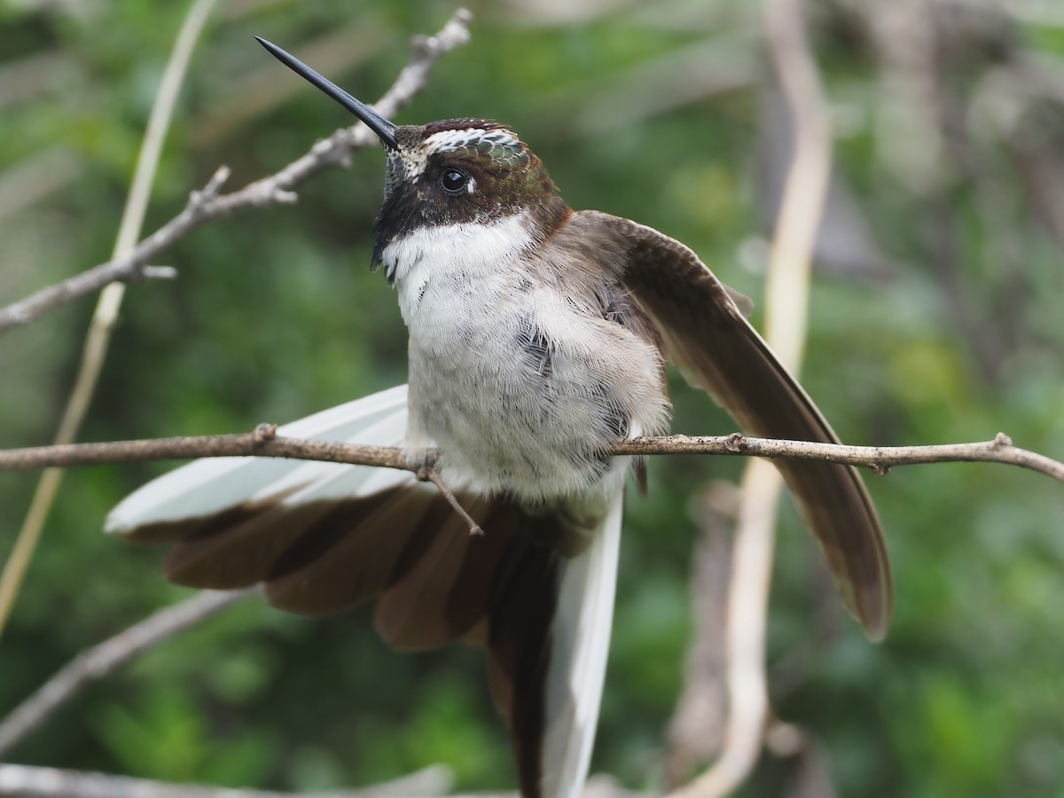 Colibrí Noble Oriental - ML612313212