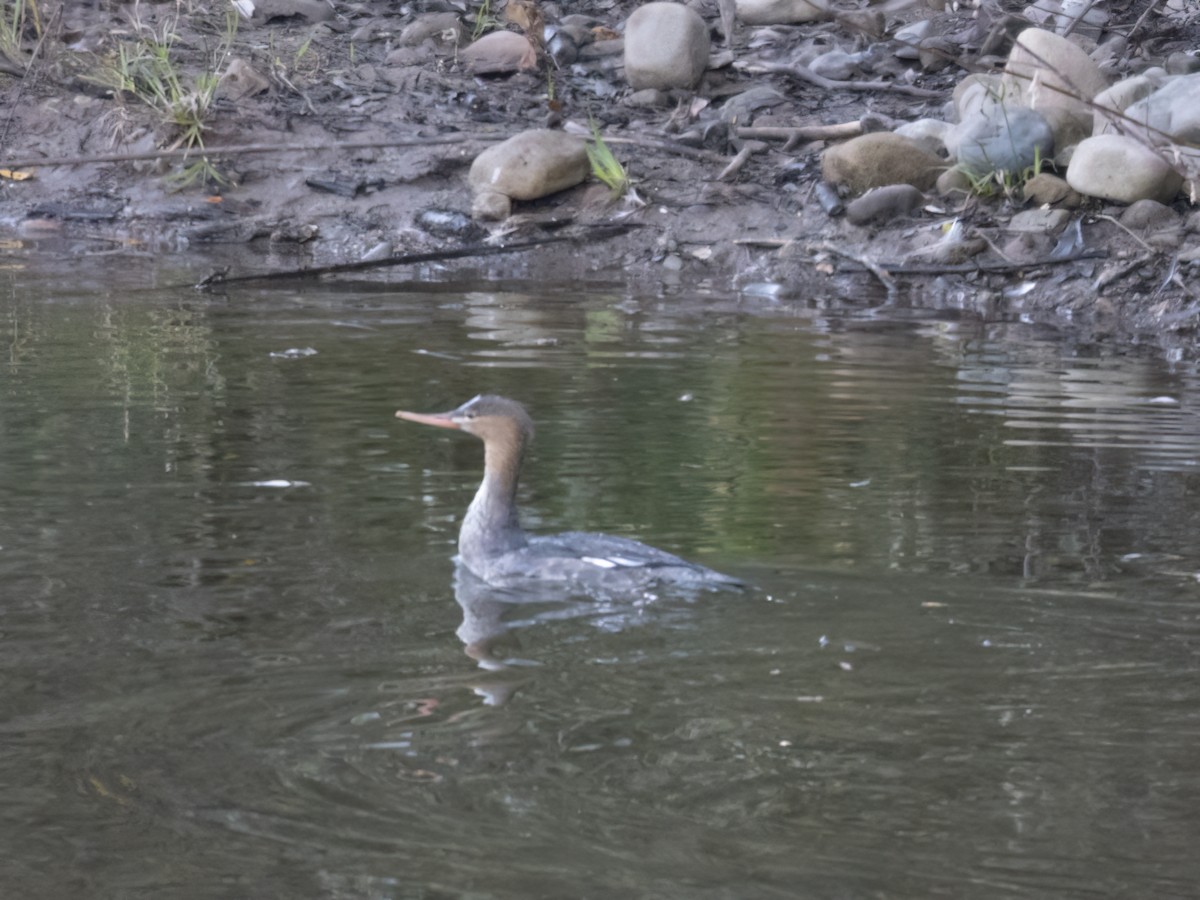 Red-breasted Merganser - Glenn Kincaid