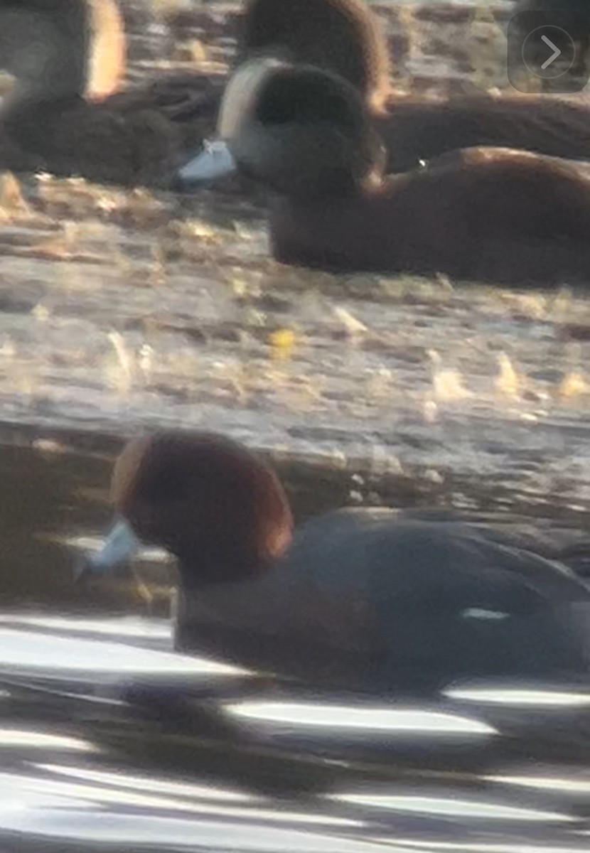 Eurasian Wigeon - ML612313280