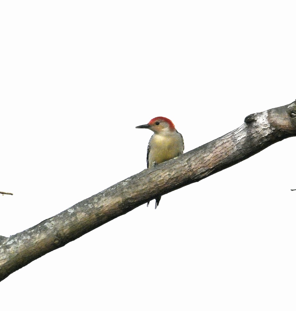 Red-bellied Woodpecker - ML612313363