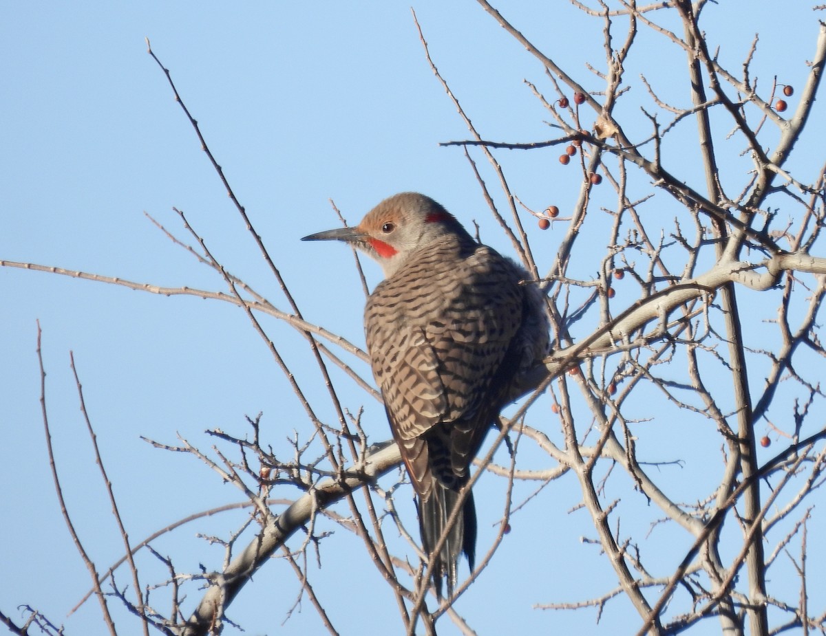 Northern Flicker (Yellow-shafted x Red-shafted) - ML612313367
