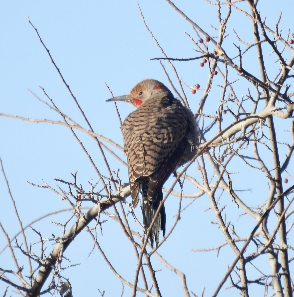 Northern Flicker (Yellow-shafted x Red-shafted) - ML612313378