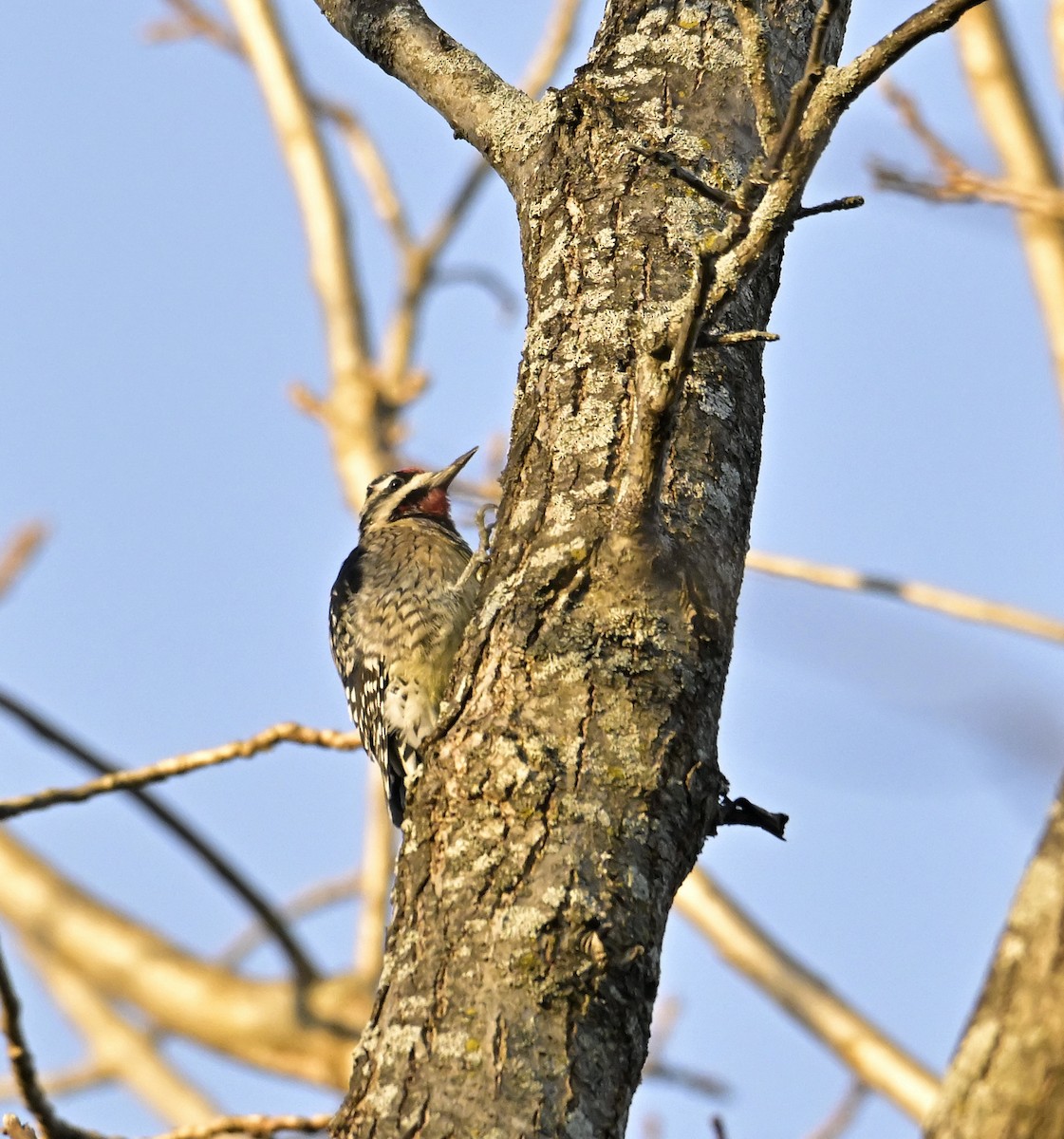 Yellow-bellied Sapsucker - ML612313398