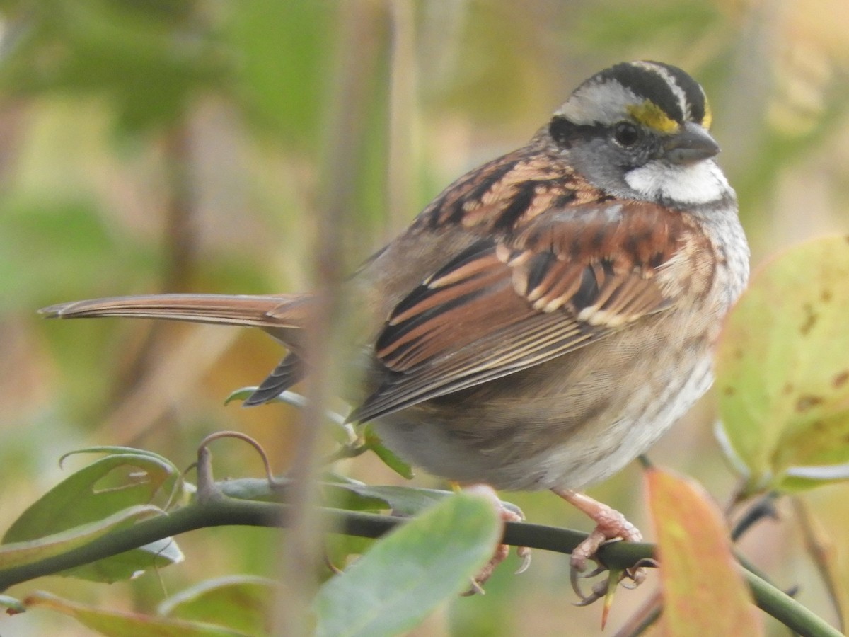 White-throated Sparrow - ML612313474