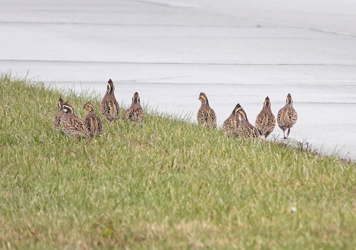 Northern Bobwhite - ML612313483