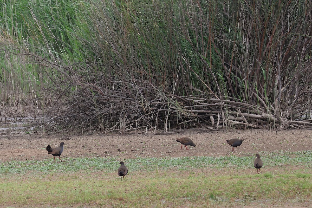 Black-tailed Nativehen - Heather Williams