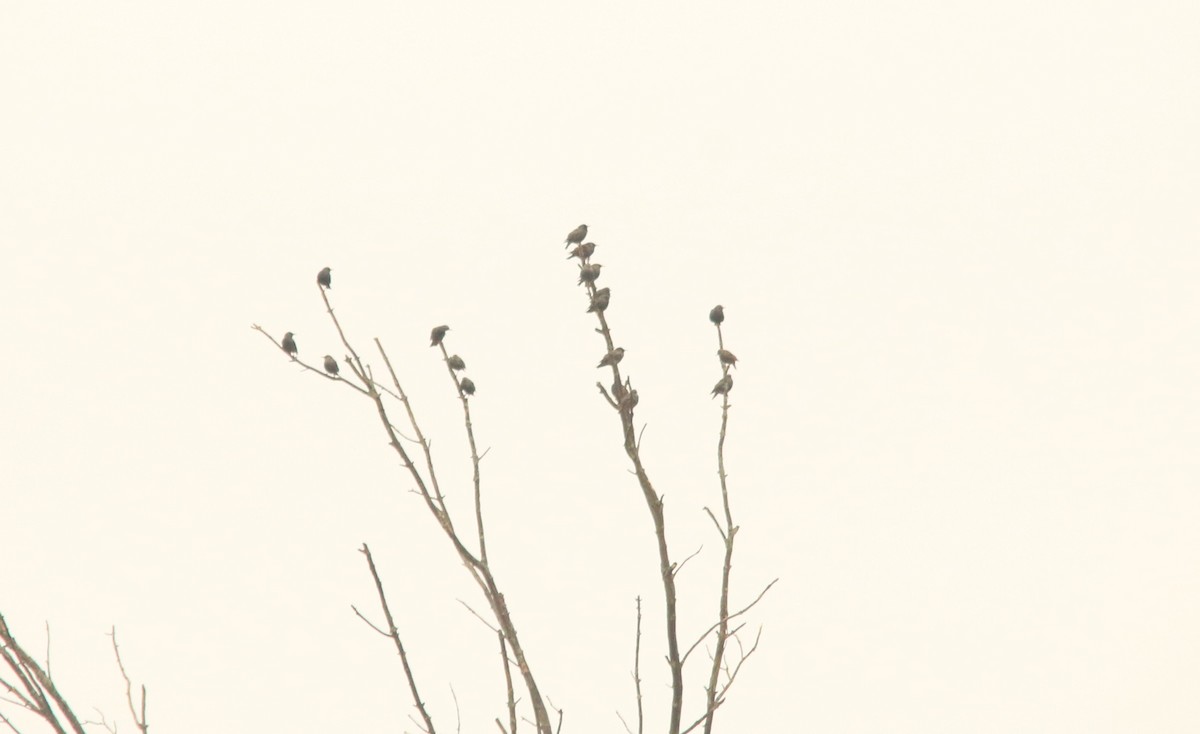 European Starling - ML612313541