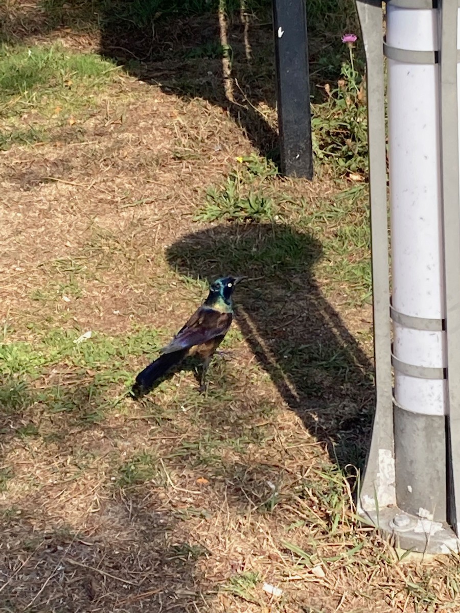 Common Grackle - ML612313568