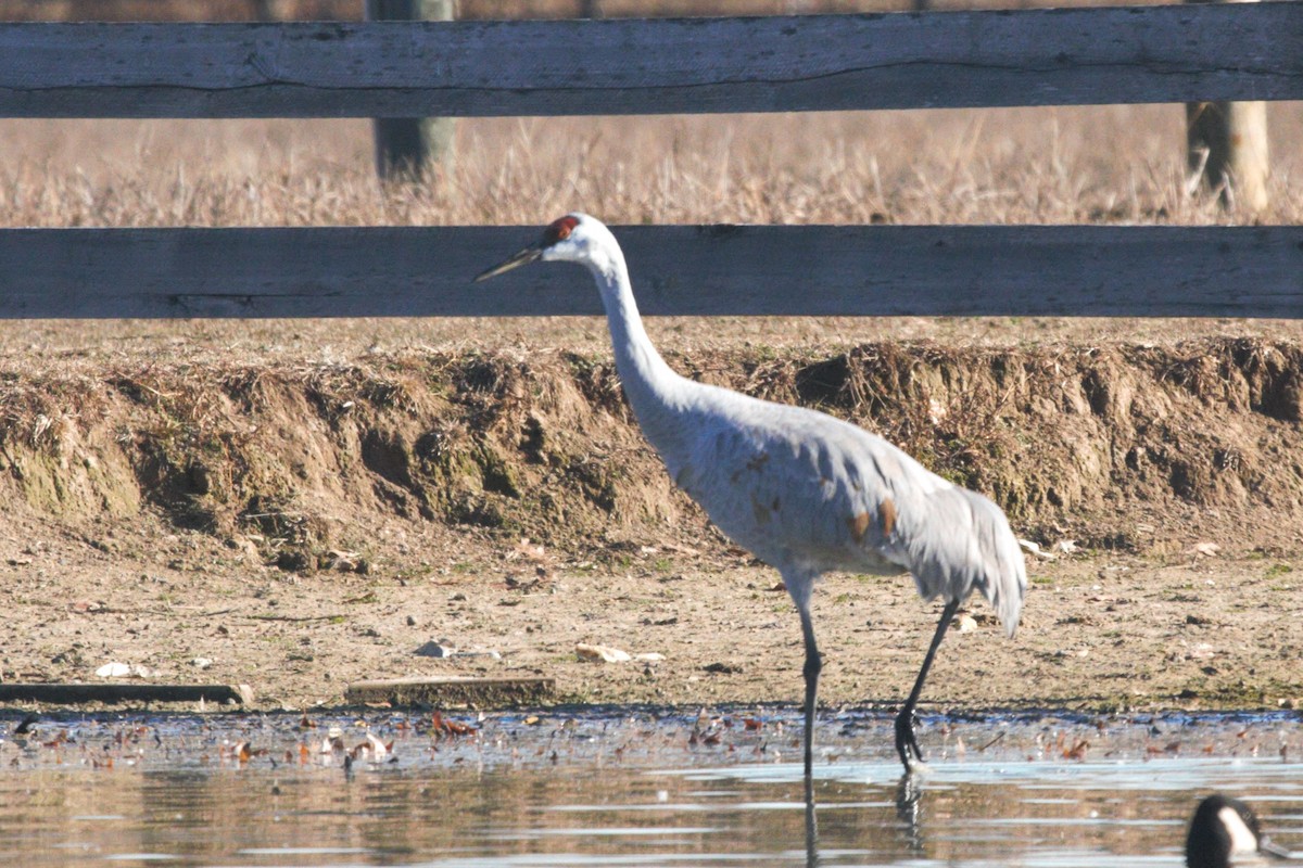 Sandhill Crane - David Bailey