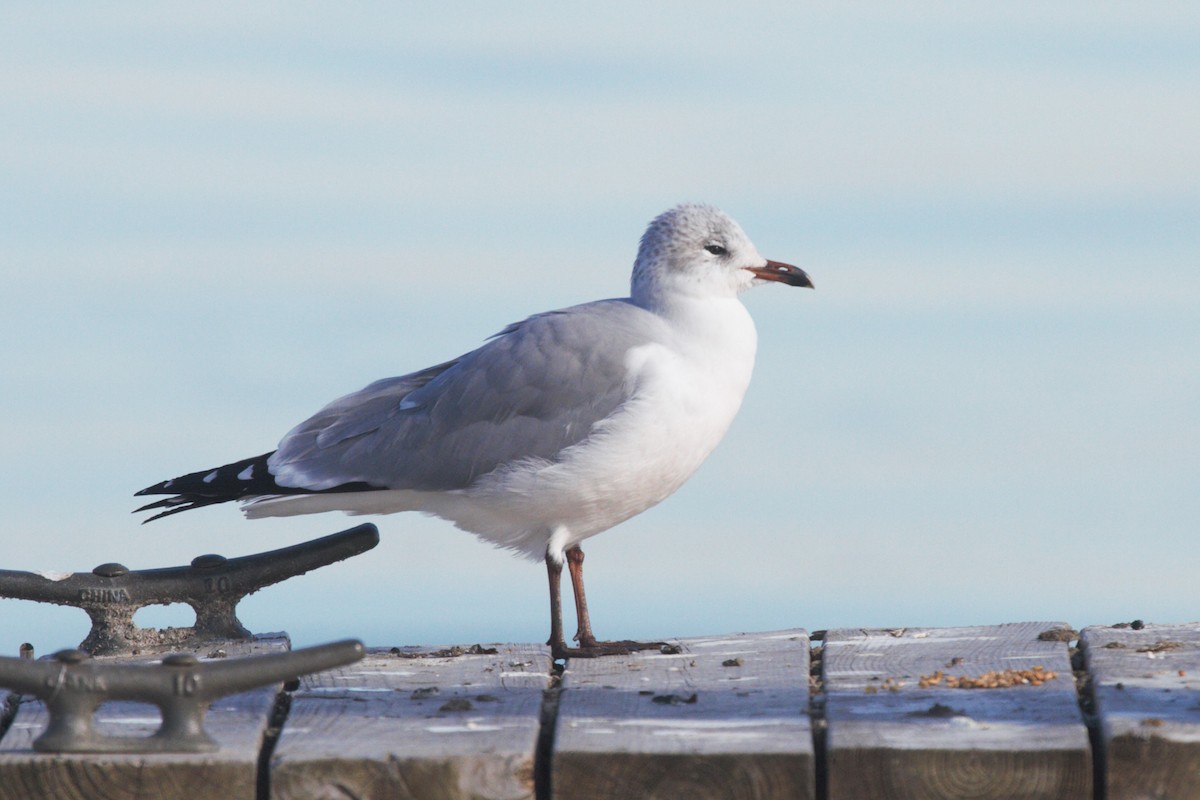 Laughing x Ring-billed Gull (hybrid) - ML612313648