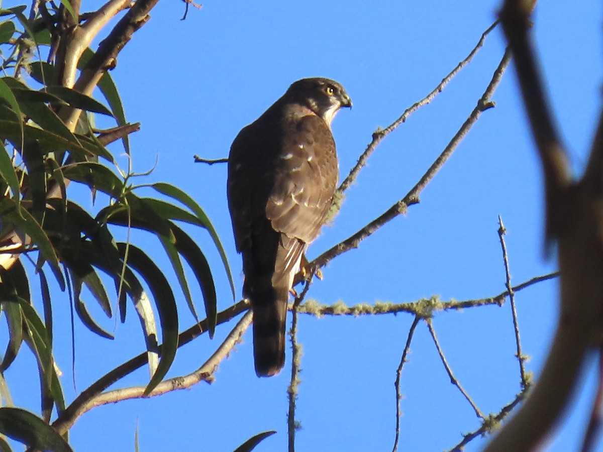 Sharp-shinned Hawk - ML612313713