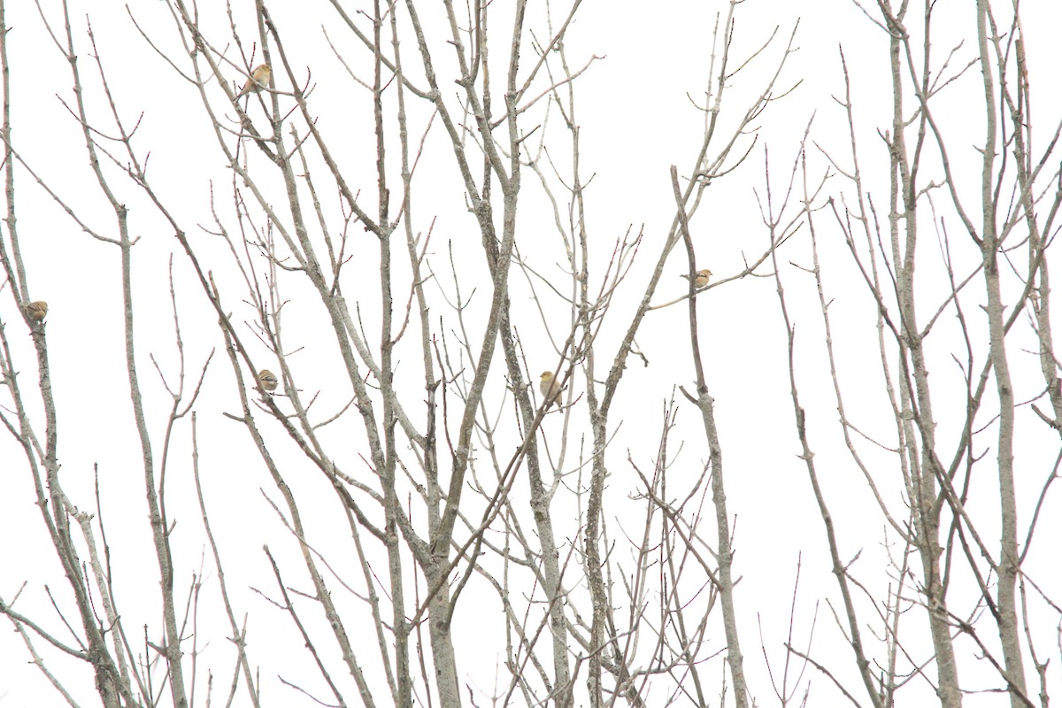 American Goldfinch - ML612313745