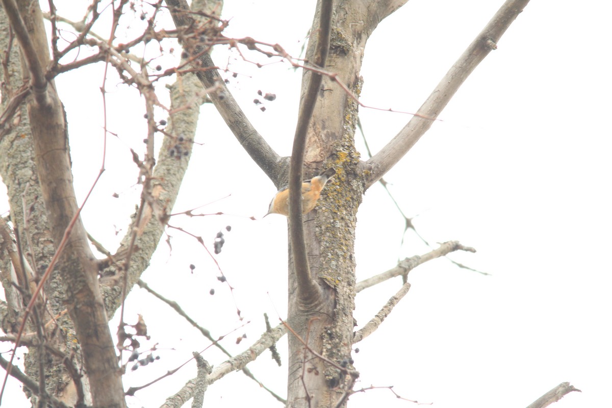 Red-breasted Nuthatch - ML612313786