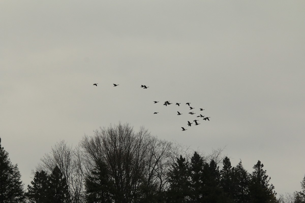 Canada Goose - ML612313793