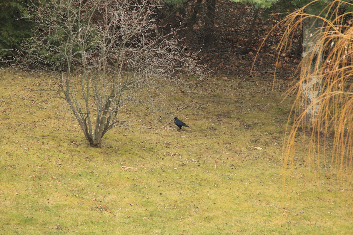 American Crow - ML612313802