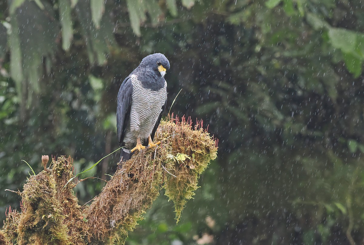 Barred Hawk - ML612313822