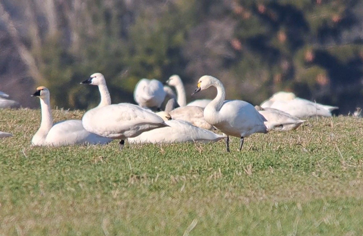 Tundra Swan (Bewick's) - ML612313824